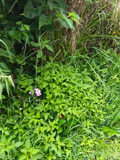 The image captures an outdoor scene in the city of Koipa, Papua New Guinea, filled with diverse green vegetation. The foreground and mid-ground are characterized by a dense growth of various green broadleaf plants and grasses. A single prominent pink flower, displaying five petals, is visible on the left side, accompanied by several smaller purple flower buds. The upper portion of the frame features taller, darker green foliage, with a backdrop of dry, light brown, and green vertical grasses or reeds. A small, withered yellow leaf is discernible among the lower-central greenery. No individuals or artificial structures are present.