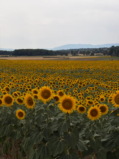 A wide-angle, eye-level shot captures an extensive field of sunflowers in bloom, with their vibrant yellow petals and dark centers dominating the foreground and stretching into the distance. The sunflowers are densely packed, creating a textured sea of yellow under a hazy, overcast sky. In the mid-ground, a line of trees borders the field, and beyond that, rolling hills and a distant mountain range are visible under the diffused light. The overall scene is natural and agrarian, suggesting an outdoor setting in a rural area. There are no people or specific man-made structures clearly identifiable in the immediate vicinity of the sunflowers.
