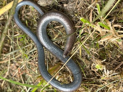 The image shows a top-down view of a slow worm coiled on the ground. The slow worm is greyish-blue on its underside and a lighter, coppery-brown on its back, with smooth, shiny scales. It is positioned in a loop, with its head slightly raised and pointed to the right. The environment is natural, with dry grass, green shoots, and soil visible. There are no people or man-made objects in the image. The specific location in Saint-Vith, Belgium cannot be determined from the visual information provided.