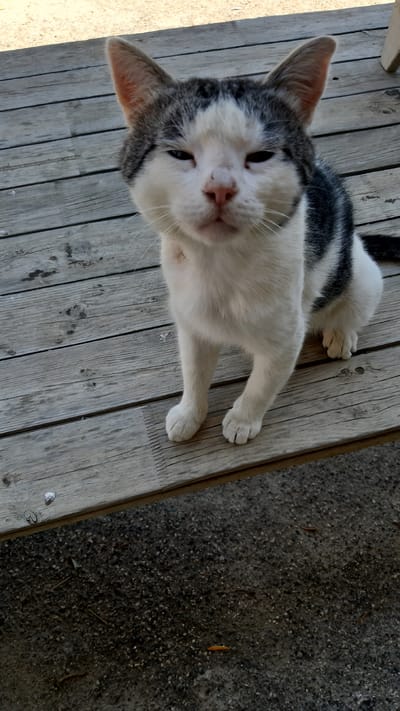 A bicolored cat, predominantly white with patches of gray and black, sits on a wooden deck. The cat is facing forward with its eyes partially closed. The wooden deck planks are aged and weathered. The background shows a sandy area above the deck, and the ground below the deck is a mixture of gravel and dirt, with some small twigs and a single orange leaf visible. The scene appears to be outdoors.