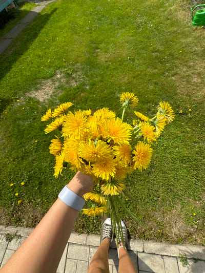 A first-person perspective shot shows a person holding a bouquet of bright yellow dandelions. The bouquet is the primary focus, filling the majority of the frame. The background consists of a vibrant green lawn dotted with smaller yellow flowers and patches of drier grass. To the left, a shadow of the person is cast on the grass. The person is wearing a light blue bracelet on their left wrist and grey sneakers on their feet, standing on a paved surface. In the upper right corner, a green watering can is partially visible. The scene appears to be an outdoor setting, possibly a backyard or park.