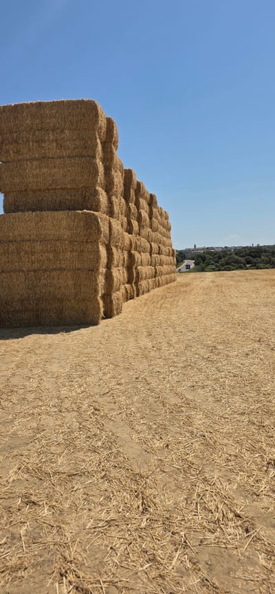 The media file captures an outdoor scene featuring a large, multi-tiered stack of rectangular hay bales. The bales are golden brown and neatly arranged, forming a stepped pyramid shape. To the left of the hay bales, a clear, bright blue sky dominates the frame. In the background, beyond the hay, a distant landscape is visible, including a line of trees and some buildings, suggesting a rural or semi-rural setting. The ground in the foreground and to the right of the hay bales is covered in dry, straw-like material, indicating a harvested field. The lighting suggests it is daytime, likely with clear weather. The scene is static, depicting the hay bales as an object of interest within the landscape. There is no visible text in the image. The overall impression is one of agricultural harvest and storage in a sunny, outdoor environment.