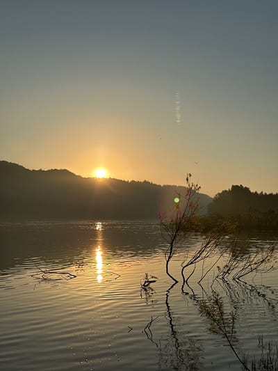 This image depicts a serene natural landscape at sunrise, likely near Zelenogorsk, Russia, given the information provided. The sun is rising over a silhouetted line of forested hills on the horizon, casting a warm, golden glow across the scene. The sky transitions from a pale blue at the top to a soft yellow near the horizon.

In the foreground, a body of calm water, possibly a lake or river, reflects the sunrise. The water's surface is gently rippled, creating shimmering patterns of light. Several branches and thin reeds emerge from the water, with their reflections visible beneath the surface. Some of these branches are bare and dark, while others have sparse foliage, appearing delicate against the bright reflection of the sun.

There are no people or animals visible in the image, nor any man-made structures other than what might be implied by the geographical location. The overall atmosphere is peaceful and tranquil, emphasizing the natural beauty of the early morning light. The image has a slightly hazy quality, common during sunrise, with a few small lens flares visible in the sky.