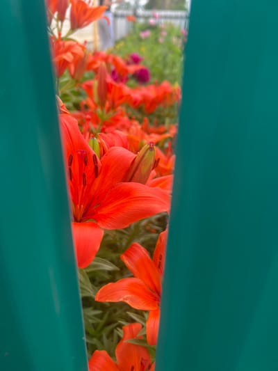 In NovoKataevo, Russia, an outdoor scene features a cluster of vibrant orange lilies, partially obscured by a teal-colored barrier in the foreground. The lilies, in various stages of bloom, exhibit prominent petals and stamens. Some lily buds are also visible. The background, out of focus, suggests a garden or park setting with greenery and hints of other colorful flowers. The presence of the teal barrier creates a framed view of the floral display.