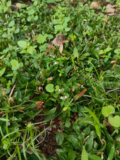 This image presents a close-up, ground-level view of a vibrant patch of diverse green vegetation, likely a lawn or garden area in Chilanga, Zambia. The scene is dominated by various types of grass and numerous low-lying herbaceous plants, creating a rich tapestry of textures and shades of green.
Among the different plant species, small plants bearing delicate light purple or white flowers, each with four petals, are visible in several spots. Other small plants with distinctive round, bright green leaves are also scattered throughout the ground cover. Patches of dark, moist soil are exposed between the denser growth. A few dry, brown leaves lie on the ground, indicating natural leaf litter.
No human subjects or specific activities are depicted; the image is a static portrayal of a natural environment. The lighting appears soft and even, suggesting daytime conditions, possibly morning or late afternoon, without harsh shadows. The plants seem fresh and healthy, indicating mild weather conditions. There is no visible text in the image.
