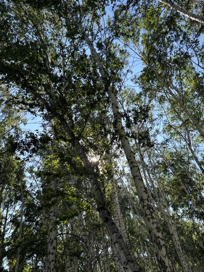 The image displays a low-angle view looking up through a dense stand of birch trees. The sky is visible through the canopy, appearing clear and blue. The bark of the birch trees is distinct, characterized by its white and gray patterns. Sunlight filters through the leaves and branches, creating dappled light effects. The scene appears to be a natural environment, likely a forest or woodland area, within the vicinity of Köpürö-Bazar, Kyrgyzstan. There are no people or animals visible in the frame.