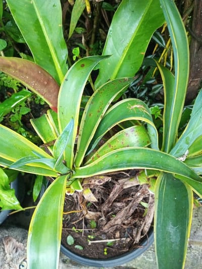 The image captures a close-up, top-down view of a potted plant in Kotakonda, India, with a partial view of a cat. The central subject is a plant with numerous long, strap-like leaves, predominantly green with distinct yellow margins. Multiple leaves display small, reddish-brown spots and faint water droplets. A larger leaf in the upper left foreground shows significant reddish-brown discoloration. The plant is housed in a dark-colored, likely plastic, pot filled with dark soil and visible dry, fibrous plant matter at its base, along with several tiny green sprouts. In the bottom-left corner, the left eye, nose, and patterned gray-brown fur of a cat are visible, with its eye directed towards the plant. The background features dense green foliage and other dark plant matter, indicating an outdoor, natural environment.
