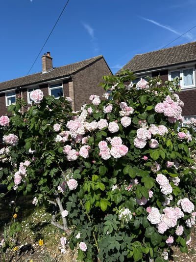 The image shows a large bush of pink roses in full bloom in front of a house in West Oxfordshire, United Kingdom. The house has brown roofing and white-framed windows. The sky is blue with a contrail. The roses are light pink and densely packed on the bush, with green leaves. The ground beneath the bush is covered in fallen petals and grass. The photo is taken at an angle, with the house and sky appearing diagonally. A chimney can be seen on the side of the house.