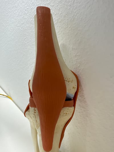 This media file is a close-up, side-view photograph of a model of a knee joint. The model displays the bone structure, which appears to be made of a light-colored material, possibly plastic or resin, and a prominent muscle, colored a reddish-brown, overlaying part of the bone. The background is a textured, off-white surface, likely a wall or ceiling.
The subject is purely the anatomical model, with no people or animals present. The setting appears to be indoors, with the off-white background suggesting a neutral, possibly sterile or educational environment. There are no visible cues about the time of day or weather conditions. The image is focused on the details of the knee joint model, highlighting the articulation between the bones and the placement of the muscle. No text is visible in the image. The overall impression is that of an educational or illustrative display. The location context of Fellbach, Germany, does not provide any specific visual clues within the image itself.