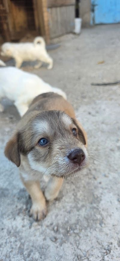 In an outdoor setting with a concrete ground, two puppies are visible. One puppy, in the foreground and in focus, has brown and tan fur with striking blue eyes. It is looking upwards and slightly to the right, with its nose and whiskers also in sharp detail. Its paws are visible, positioned on the concrete. Behind this puppy, another puppy with white fur is out of focus, walking away from the camera. The background appears to be an urban environment, with a wooden structure on the left and a blue wall on the right, suggesting a location within the city administration of Saran, Kazakhstan.