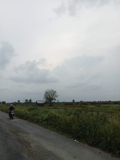 An overcast day is depicted in this wide shot of Matangsijuek Barat, Indonesia. A person rides a black motorcycle on a gray asphalt road that curves to the left. The rider wears a white helmet and a dark shirt. To the right of the road, tall green grass and bushes grow abundantly. In the middle ground, there are a few simple wooden structures with dark roofs, some palm trees, and a large tree with sparse leaves. In the background, more vegetation and a distant electrical tower are visible under a cloudy sky.