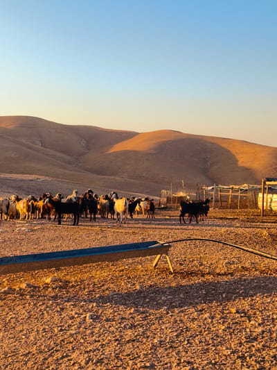 The image depicts a herd of goats in a dry, arid landscape, possibly in Keidar, Palestinian Territories, during golden hour. The sun casts long shadows across the rocky ground, illuminating the rolling hills in the background with warm hues. A blue trough, likely for feeding or watering the animals, is positioned in the foreground. In the middle ground, a group of goats, varying in color from black to white and brown, are clustered together. Some goats are facing the camera, while others are oriented away. Behind the goats, a rustic enclosure with wooden posts and wire mesh is visible, suggesting a pen or farm structure. The sky above is a clear, gradient blue, transitioning from a pale yellow near the horizon to a deeper blue overhead. The overall impression is one of a serene, rural setting at dusk.