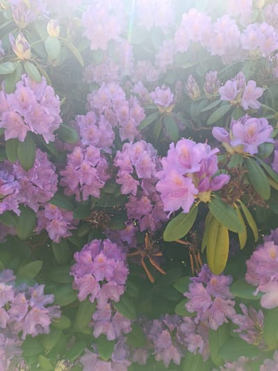 The image shows a dense bush of purple rhododendron flowers. The green leaves of the bush are interspersed among the blooms. The photo appears to be taken outdoors in natural light, though there is a slight lens flare effect at the top of the frame. The image lacks the context to suggest the location in the city of Lunzenau, Germany.