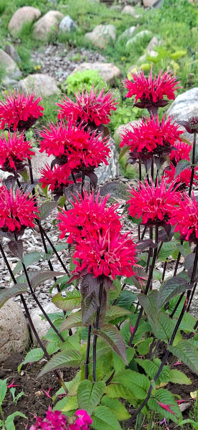 The image captures a close-up, vertical view of several vibrant magenta bee balm flowers in a garden setting. The flowers, with their spiky petals radiating outwards, are the primary subjects, interspersed with dark green, serrated leaves and thin, dark stems. In the background, out-of-focus elements include grey rocks, green foliage, and dark soil, suggesting a natural or garden landscape. The lighting appears to be natural daylight, casting soft shadows and highlighting the vivid color of the blossoms. The scene evokes a sense of natural beauty and the fullness of summer bloom. No people, objects, or visible text are present in the image. The context of Pihali, Estonia, indicates a location in Northern Europe during the warmer months when these flowers would be in season.