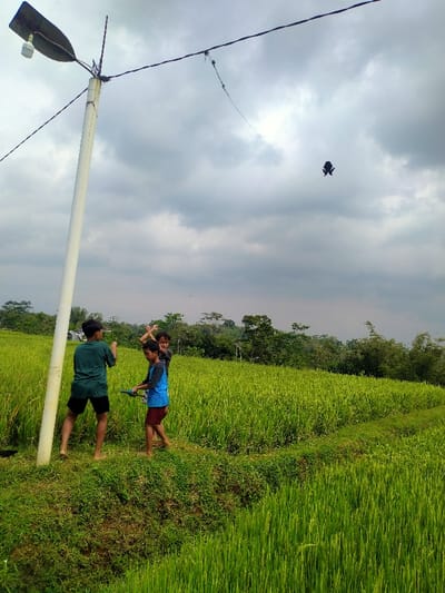 Three barefoot boys stand in a green rice paddy field next to a white utility pole. The boy closest to the pole wears a green shirt and black shorts. The boy in the middle wears a blue and gray shirt and red shorts and holds a blue object. The boy in the back is obscured. Above them, a kite flies in a cloudy sky. The field stretches towards a tree line in the distance.