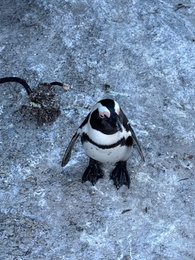 A top-down view shows an African penguin lying on a gray rock surface at Boulders Beach, Simon's Town, South Africa. The penguin has black and white plumage and pink markings above its eye. A cluster of dark, dried seaweed or plant matter is near the bottom left of the frame. The rock surface appears weathered and uneven.