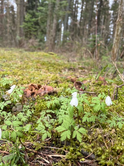 The image depicts a close-up view of the forest floor in what is reported to be Protasy, Russia. Dominating the scene are patches of green moss interspersed with small, delicate white flowers and low-growing plants with palmate leaves. The ground is covered in organic matter, including decaying leaves and twigs. In the background, blurred trees suggest a wooded area. The overall impression is one of a damp, shaded environment typical of a forest in early spring.