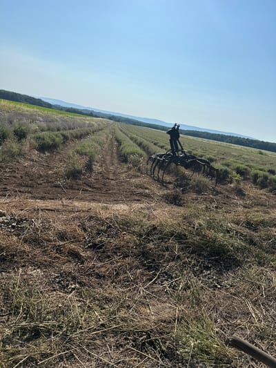 This is a vertical, medium shot of a lavender field in Salmanovo, Bulgaria on a clear, sunny day. In the foreground, dry, brown grass covers the ground, with some green tufts emerging. Rows of lavender plants stretch into the distance, with some plants appearing to have been recently harvested, indicated by bare soil between the rows.
In the middle ground, a black agricultural implement, resembling a large spider with multiple curved legs, sits on the left side of the frame, positioned over the lavender rows. This implement appears to be part of a larger machine that would be attached to a tractor. The landscape is gently sloped and rolls into hills covered in trees and more lavender fields in the background. The sky is a clear, pale blue with a faint haze. There are no people visible in the image.