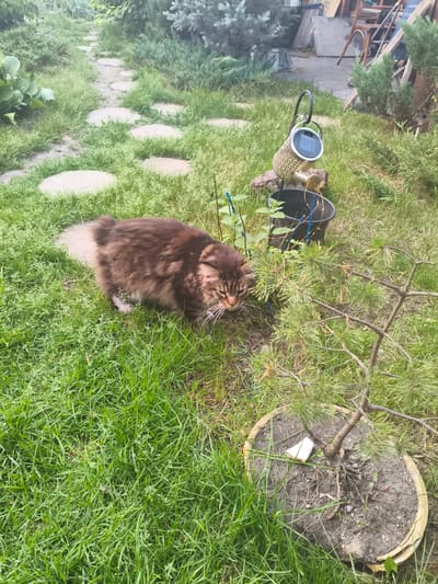 In Verkh-Tula, Russia, a long-haired brown and white cat is shown amidst lush green grass in a garden setting. The cat is in focus, with its head lowered as if sniffing or eating. To the right of the cat, a small pine tree in a cracked pot is visible. In the background, a stepping stone path winds through the grass, and a decorative solar-powered lantern hangs from a stand next to a black bucket. The environment suggests a natural, outdoor space, possibly a backyard or garden.