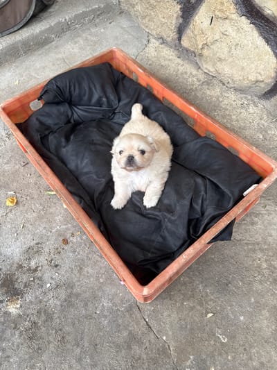 A small, light-colored puppy lies in an orange plastic crate lined with a black cloth. The crate sits on a weathered concrete surface adjacent to a multi-toned rock surface, possibly part of a wall. The location is assumed to be in Glojene, Bulgaria. There are no people visible in the image. The puppy is the main subject. The crate and concrete surface are the primary objects in the environment. No specific actions or interactions are depicted. The scene appears to be outdoors in an urban or semi-urban setting.