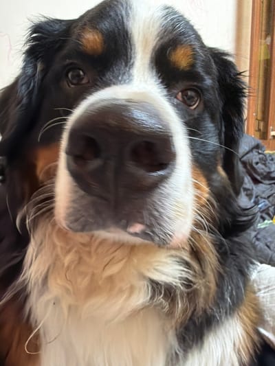 The media file is a close-up, upward-angled shot of a Bernese Mountain Dog. The dog is lying down, and the camera is positioned below its head, looking up. Its large, black nose with prominent whiskers is the central focus of the image, taking up a significant portion of the frame. The dog's eyes are visible, one on the left and partially obscured on the right, showing a gentle and perhaps curious expression.
The dog has the characteristic tri-color markings of the breed: black, white, and rust or tan. The fur is thick and appears soft. The background is blurred, but hints of a domestic setting are visible. At the top of the image, a wooden surface, possibly a piece of furniture or a shelf with blinds, is present. Below and behind the dog, dark fabric, possibly a blanket or upholstery, is visible.
The lighting suggests it is daytime, likely indoors, as there are no strong shadows indicative of direct sunlight. The overall mood conveyed is one of closeness and perhaps a moment of playfulness or affection, as the dog's face is so prominently displayed and it appears to be interacting with the camera. There is no visible text in the image. The location context of "Чёрная, Russia" suggests this is a domestic scene in that region.