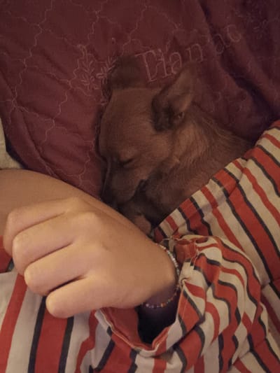 The image depicts a close-up, cozy indoor scene featuring a person and a small sleeping dog. A person's arm and partially clenched hand are visible in the foreground, resting next to a brown, short-haired dog. The person is wearing a long-sleeved garment with a pattern of horizontal red, white, and dark blue/black stripes. A colorful beaded bracelet is worn on the person's wrist.
The dog is nestled on or under a maroon-colored blanket or quilt, appearing to be fast asleep. The blanket features a textured, quilted pattern of wavy lines and some floral or leafy embroidery. The lighting in the image is dim, suggesting an evening or nighttime setting, which contributes to a peaceful and intimate atmosphere.
Visible text, embossed or stitched into the maroon blanket, clearly spells out "Dianne". No specific visual cues pointing to Bregovo, Bulgaria, are present within the image itself, which focuses on the close interaction between the human and the pet. The overall impression is one of comfort, warmth, and quiet companionship.