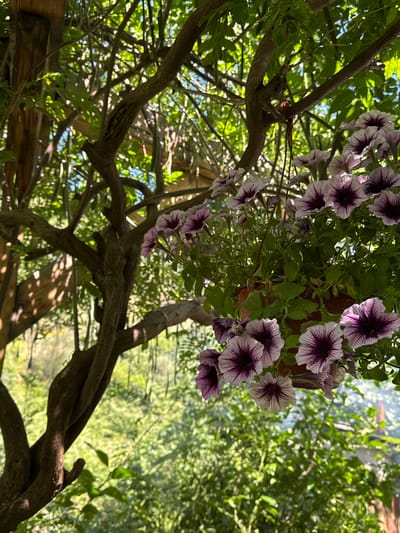 The image displays an outdoor scene in Bartula, Montenegro, under bright daylight. A terracotta-colored hanging pot containing lush petunias with white petals and prominent dark purple centers/veins is positioned on the right side, showcasing numerous open blossoms and green foliage. A robust, dark brown woody vine or tree branch with a gnarled, twisting form dominates the left and central-upper portions of the frame. Sunlight filters through a dense canopy of green leaves overhead and in the background, creating areas of shadow and dappled light. Visible through the foliage in the upper left are wooden structural elements, likely beams. Patches of blue sky are discernible through gaps in the leaves. The distant background features a soft blur of lighter green vegetation. No individuals or animals are present.