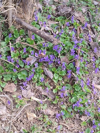 The scene is located in the city of Dolno Linevo, Bulgaria. The image depicts a patch of ground covered by a dense array of small, blooming purple violets (Viola odorata) with their associated green, heart-shaped leaves. The ground surface is composed of dark soil, numerous scattered desiccated brown leaves, and a network of dry, fine twigs and larger branches. One prominent, weathered, dark brown branch lies diagonally across the upper-center portion of the frame. Other thinner, lighter-colored natural debris is visible throughout the vegetated area. No human individuals, animals, or man-made objects are present. The environment is an outdoor natural setting.