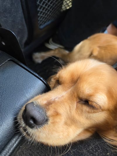 A medium-sized, golden-colored dog is sleeping in a vehicle. The dog's head rests on what appears to be a black, textured surface, possibly part of the car's interior. The dog's eyes are closed. Part of the dog's body extends toward the left side of the frame, where a person's leg and a white shoe are visible. The exact location in Nikopol, Bulgaria, cannot be determined from the image.
