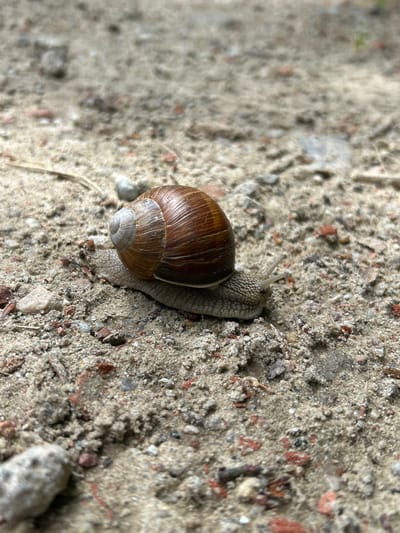 A single terrestrial snail, with a distinct brown, spiraled shell and a lighter apex, is observed actively crawling from the lower-left towards the right side of the frame. Its grayish-tan, textured body is fully extended, revealing visible skin patterns and two pairs of extended tentacles. The snail is moving across an uneven, gritty surface composed of coarse, light tan sand, intermingled with small grey pebbles and reddish-brown fragments of brick. Sparse, dried organic debris is also present on the ground. The immediate foreground and background are blurred due to a shallow depth of field, isolating the snail as the primary subject. The scene is located in an outdoor environment in Lubiszewo Tczewskie, Poland.