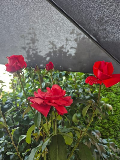 This is a close-up photograph of red roses in bloom, set against a backdrop of green foliage. The scene is framed from a low angle, looking upwards towards the flowers. A dark, textured material, likely an umbrella or awning, occupies the upper portion of the image, casting dappled shadows of leaves onto its surface. The roses are vibrant red, with some fully open and others in bud. They are growing on thorny stems with green leaves. The background consists of dense green bushes and what appear to be unripe green fruits. The lighting suggests an outdoor setting, possibly a garden or patio, given the presence of the overhead cover. There are no people visible in the image. The location is identified as Barbing, Germany.
