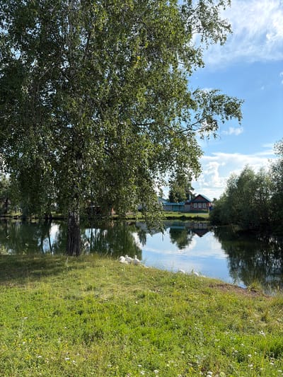 In the village of Ryndino, Russia, a serene scene unfolds by a body of water. A large birch tree, its leaves a vibrant green, stands prominently in the foreground, casting a shadow over a grassy bank dotted with small wildflowers. To the right, on the grassy embankment, a group of white geese are gathered. The calm water of the pond or small lake reflects the surrounding greenery and the bright blue sky, which is adorned with scattered white clouds. Across the water, a rustic wooden house with a red roof and white trim is visible, nestled amongst trees. The overall atmosphere is peaceful and idyllic, capturing a moment of rural tranquility.