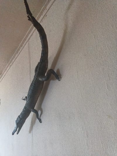 In Dogsenang Gorphoog, Bhutan, a dark, crocodile-like effigy is vertically mounted on a light beige, textured wall. The effigy displays detailed scales, an open mouth with visible teeth, and four distinct limbs, with its head oriented downwards and its long, curved tail extending upwards. A prominent shadow of the effigy is cast to its right on the wall, indicating an overhead light source. Subtle architectural lines are discernible on the wall in the upper left quadrant of the image. No individuals or active interactions are observed within the frame.