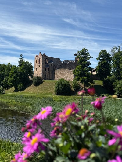 The image depicts the ruins of Dobele Castle in Dobele, Latvia, situated on a grassy hill. The castle, constructed from stone, features weathered walls, arched windows, and partially intact structures. In the foreground, a body of water, likely a river or canal, is visible, bordered by dense green reeds and grass. A cluster of vibrant pink and yellow flowers, out of focus, dominates the lower portion of the frame, adding a splash of color to the scene. Lush green trees surround the castle and the hill, creating a natural, verdant landscape. The sky above is a bright blue, adorned with wispy white clouds, suggesting a clear and pleasant day. The overall atmosphere is serene and picturesque, highlighting the historical significance of the castle within its natural surroundings. There are no people or animals visible in the image.
