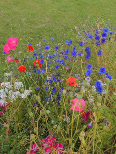 A close-up, vertical shot captures a vibrant field of wildflowers. The foreground is dominated by a variety of blooming flowers in hues of bright pink, scarlet red, and deep blue, interspersed with delicate white clusters and seed pods on thin, green stems. In the background, a patch of well-maintained green grass suggests a manicured lawn or parkland. The overall impression is a lively, natural scene with a soft focus that blurs the details of the background. The location is specified as Magherafelt, United Kingdom.