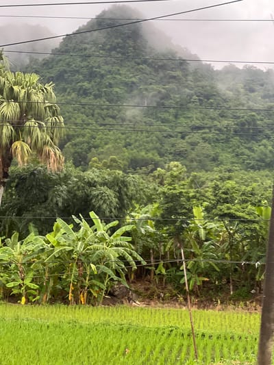 The image depicts a lush, green landscape in Sơn Dương Commune, Vietnam. In the foreground, a vibrant green rice paddy stretches across the frame, with rows of young rice plants reflecting the overcast sky. Behind the rice paddy, a dense cluster of banana trees with large, broad leaves creates a verdant midground. Further in the distance, a steep, mist-shrouded mountain rises, covered in thick, green vegetation, likely a forest or jungle. Overhead, several black utility wires run horizontally across the scene, obscuring parts of the mountain and vegetation. The overall impression is one of a fertile, natural environment, possibly captured on a cloudy or misty day.