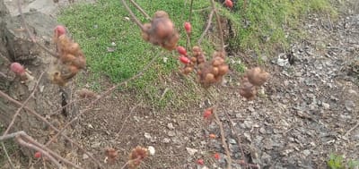 A close-up displays rose bushes with galls and rose hips. The galls, globular and brownish, are clustered on the branches. Smaller, red rose hips are also visible. The background consists of grass, soil covered in dead leaves, and the base of a tree. The rose bushes appear dormant.