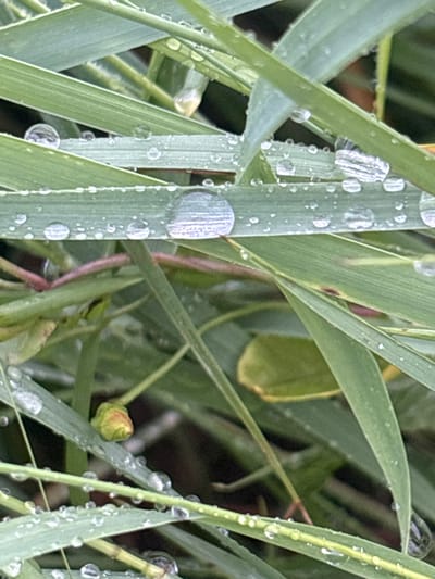 This is a close-up, macro photograph of blades of green grass covered in dew drops. The grass blades are long and slender, with visible parallel lines running along their length, suggesting a healthy, vibrant appearance. The dew drops vary in size, from tiny droplets to larger, more prominent spheres that refract light, creating small, reflective surfaces. Some larger drops are oval-shaped and appear to cling to the edges of the grass blades, while smaller ones are scattered across the surface. The water droplets give the scene a fresh and clean look, implying recent rainfall or morning dew. The background is blurred, consisting of more grass and some darker, out-of-focus elements, which helps to isolate the foreground subject and emphasize the texture of the dew. There is also a small, unopened bud visible, suggesting the early stages of plant growth or flowering. The lighting suggests it could be morning or after rain, with diffused light that highlights the dew. The overall mood is serene and natural. No text is visible in the image.