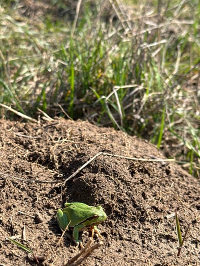 An outdoor scene in Slavianovo, Bulgaria, depicts a small, vibrant green frog positioned on a mound of dark brown, clumpy soil. The frog, facing slightly right, exhibits a distinct brown stripe extending from its eye along its flank. Its front right leg is slightly extended, and its hind legs are tucked beneath its body. The soil mound is characterized by a rough texture, interspersed with sparse, dried, light-brown plant debris and thin rootlets. In the immediate vicinity of the frog, a few slender green blades of grass protrude from the soil. The background is out of focus, revealing blurred green and brown vegetation, consistent with tall, dry grass interspersed with patches of green foliage. The scene is illuminated by direct sunlight, casting subtle shadows on the terrain.