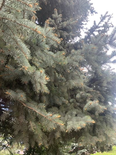The image shows a close-up view of a blue spruce tree. The needles are blue-green in color and are densely packed together. The branches are covered in small, brown cones. The background is blurry and out of focus, but it appears to be a cloudy sky. The image appears to be taken in a natural outdoor setting. There is no evidence of the specific location in the city of Kremyonki, Russia. There are no people or actions depicted in the image.