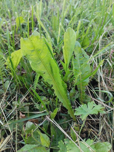 The image shows a close-up view of a patch of green grass and foliage, likely in an outdoor setting. The plants are damp, with visible water droplets on the leaves, suggesting it might be morning or have recently rained. Among the green leaves, there are also dried grass stalks and some brown detritus, indicating a natural, unmanicured environment. The lighting suggests it is daytime, with a soft, natural light illuminating the scene. There are no people or animals visible in the image. The location is specified as Вароніцкі сельскі Савет, Belarus, which is a rural administrative division, consistent with the natural, vegetated scene.