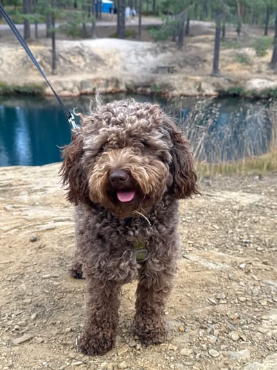 A brown, curly-haired dog with a light brown snout and tongue sticking out stands on a rocky, dirt path. The dog is facing the camera, looking directly at the viewer. A black leash is attached to a green harness on the dog. Behind the dog, a body of dark blue water is visible, with dry reeds and trees on the far bank. The ground is covered in small stones and dirt. The background shows more trees and a sandy embankment. The overall setting appears to be a natural outdoor environment, possibly a park or a nature reserve. The lighting suggests it is daytime.