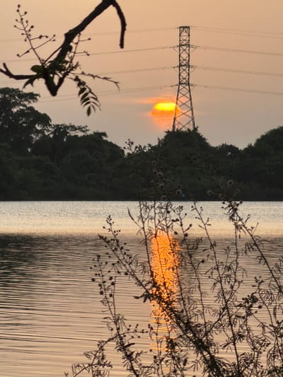 This image depicts a sunset over a body of water, likely the Laguna del Carpintero in Tampico, Mexico. In the foreground, the silhouetted branches of plants with small buds and leaves extend into the frame, some appearing thorny. The water exhibits ripples that reflect the warm hues of the sunset, creating an orange and yellow shimmer on its surface.

In the midground, a dense line of dark green trees forms a backdrop along the far bank of the water. Above the trees, a tall, lattice-like electrical transmission tower stands prominently against the sky. The sun, partially obscured by a hazy orange glow, is visible behind and to the left of the tower, casting a soft light over the scene. The sky is a muted orange and yellow, indicative of twilight. The overall atmosphere is serene and natural, with the electrical tower serving as a man-made element within the landscape. There are no people or animals visible in the frame.