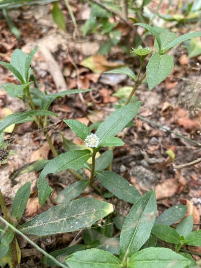 This close-up outdoor shot features a small herbaceous plant with green leaves and a single white flower, growing amidst a ground cover of dried brown leaves and soil. The setting appears to be a natural or uncultivated area, possibly a garden or forest floor.

The plant has multiple slender stems with alternate, elongated, medium green leaves that are somewhat lance-shaped and appear to have slightly serrated or undulate margins. The leaf surfaces show a fine texture or dust, and some leaves have minor brown discoloration or insect damage.

A small, white composite flower is prominently visible near the center of the main image, featuring a dense, light-yellow to white center surrounded by numerous tiny white ray florets, giving it a button-like appearance. Another closed flower bud is visible in one of the cropped images, revealing its green, spiky calyx.

The background is unfocused but shows a mix of reddish-brown and darker brown dried leaves, along with patches of light brown soil and small pebbles. There are also faint, fine white threads, possibly spiderwebs, visible on and around the plant. The lighting suggests it is daytime, with natural light illuminating the scene. No people, animals, or artificial objects are visible. No text is present in the image. The scene depicts a small, wild plant thriving in its natural environment.