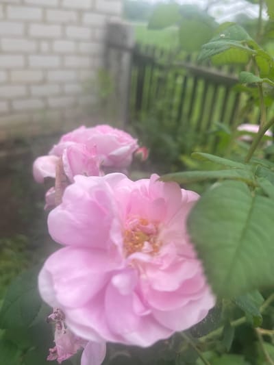 A close-up, slightly out-of-focus photograph captures pink roses in bloom. The roses are in the foreground, with their petals a soft pink. Behind the flowers, a wooden fence is visible, separating the garden from what appears to be a brick wall. Green leaves from the rose bush frame the scene on the right side. The background is blurred, suggesting a natural outdoor setting, likely a garden in Novyi Tahamlyk, Ukraine. No people are present in the image, and no specific actions are depicted. The overall atmosphere is serene and natural.