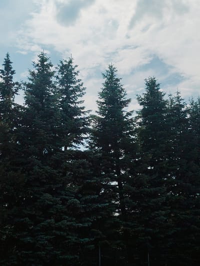 The image depicts a dense row of dark green coniferous trees against a cloudy sky. The trees fill most of the frame, with their branches and needles creating a textured, deep green mass. The sky above is a pale blue with scattered white and grey clouds, some of which are wispy and diffused. There is a hint of a fence at the bottom of the image. The scene appears to be a natural or semi-natural setting within Palmiry, Poland, possibly a park, forest edge, or a residential area with mature trees. No people are visible.