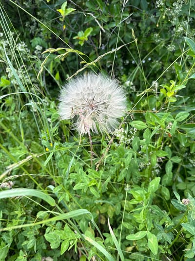 A close-up, eye-level shot features a large, fluffy dandelion seed head prominently in the center, surrounded by lush green foliage. Thin blades of grass and other wildflowers are interspersed throughout the scene. The background is a blur of green, suggesting a natural environment. The image was taken in Kalinin, Russia, though no specific landmarks are visible to pinpoint the exact location within the city. There are no people or animals discernible in the photograph.