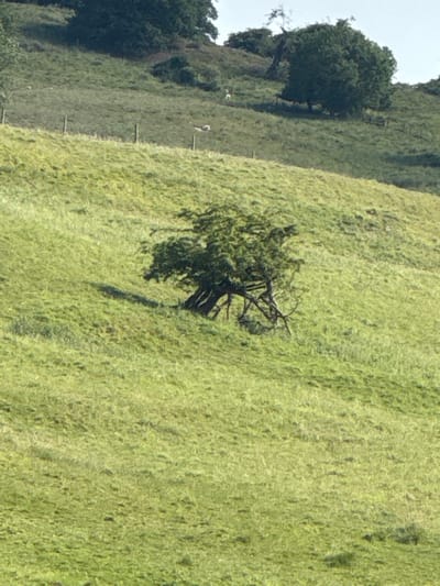 A grassy hillside slopes from left to right. Several trees dot the hillside, including a prominent one in the center with a rounded canopy. A fence with white posts runs up the hill on the left. The grass is light green and textured, suggesting a windy day. The sky is visible in the upper left corner, adding a touch of brightness.