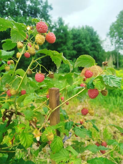 In an outdoor scene, likely a garden or farm, a raspberry bush is the primary focus. The bush is laden with ripe and unripe raspberries, predominantly red and yellow, some of which appear to be dew-kissed. The plants have green leaves, some of which are slightly wilted. A wooden stake is visible in the foreground, supporting the bush. In the background, there is lush green grass and trees, suggesting a rural or semi-rural setting. The sky is overcast. The location is identified as Баравухскі сельскі Савет, Belarus, indicating this is a specific rural locality within Belarus.