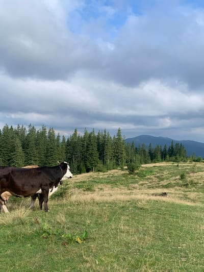 A wide-angle image depicts a mountain pasture located in the vicinity of Vorokhta, Ukraine. In the left foreground, a black and white cow, appearing to be a Holstein-Friesian, stands facing right, fitted with a bell around its neck. A portion of a second, lighter-colored cow is partially visible behind it. The ground consists of uneven, long grasses in shades of green and golden-brown, with scattered small plants and darker patches. Towards the mid-right, a dark, elongated object is partially obscured by the tall grass. A dense, dark green conifer forest line extends across the mid-background, acting as a natural boundary. Beyond the treeline, in the far background, multiple peaks of blue-grey mountains rise against the horizon. The sky above is largely covered by extensive, textured grey clouds, with visible patches of blue sky towards the upper left, indicating a partially overcast condition. No human subjects are present.